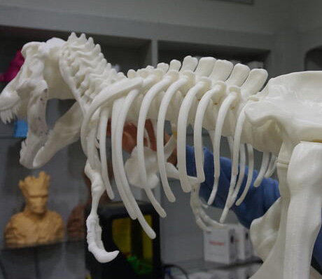 Giant T-Rex Skeleton Model